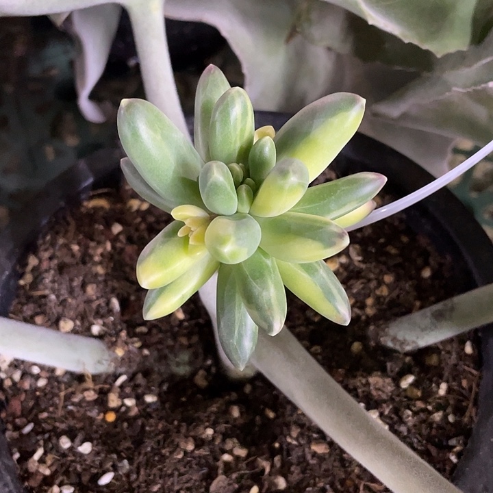 千代田锦一物一拍