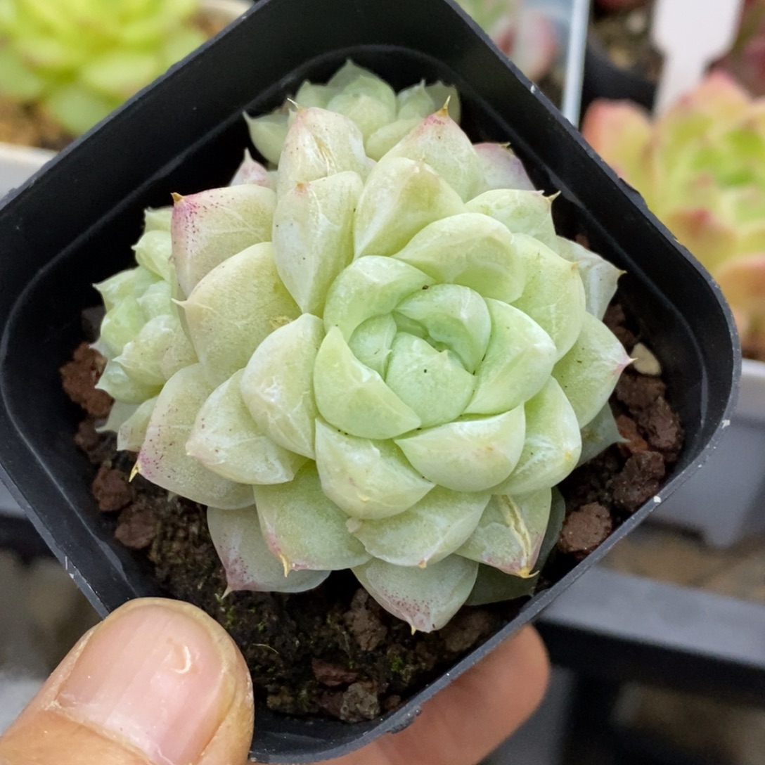 精品多肉一物一拍不包整3