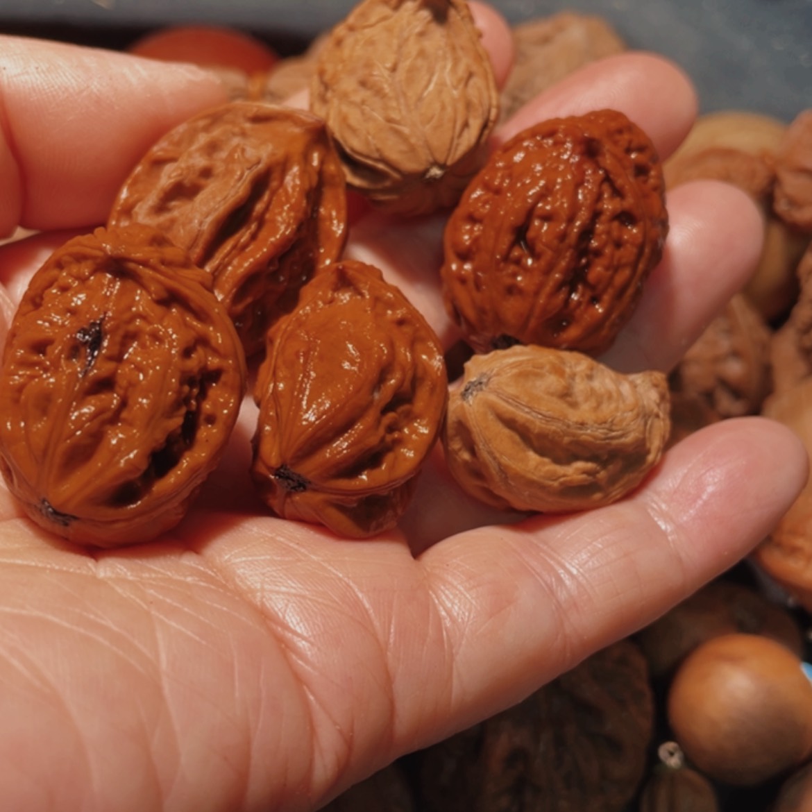 【闪购商品】把件文玩核桃东北楸子10