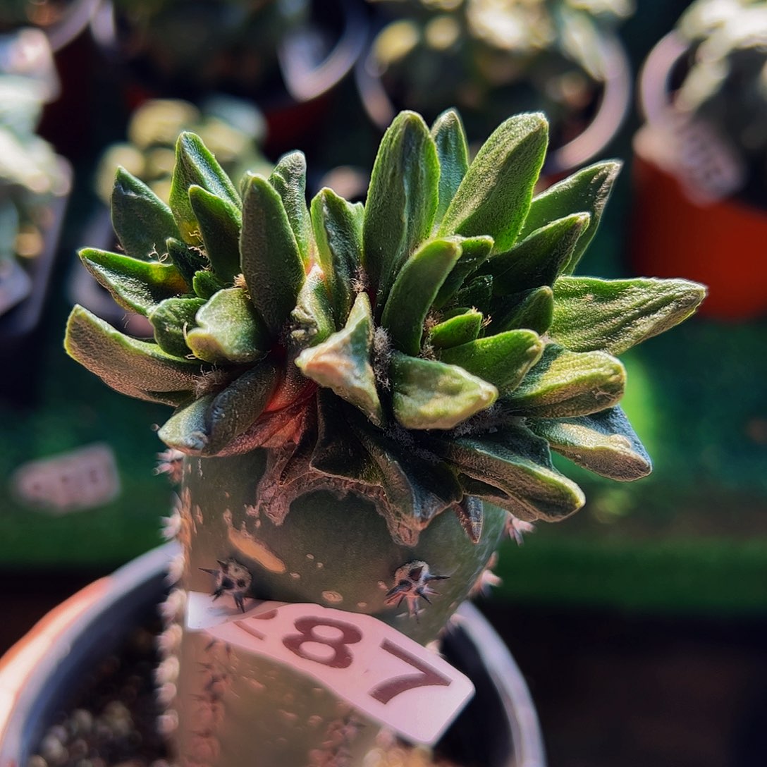 无花朵福利双头龙角牡丹287