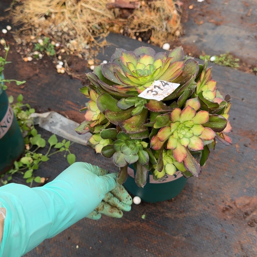 314海王七彩多肉植物满28包邮