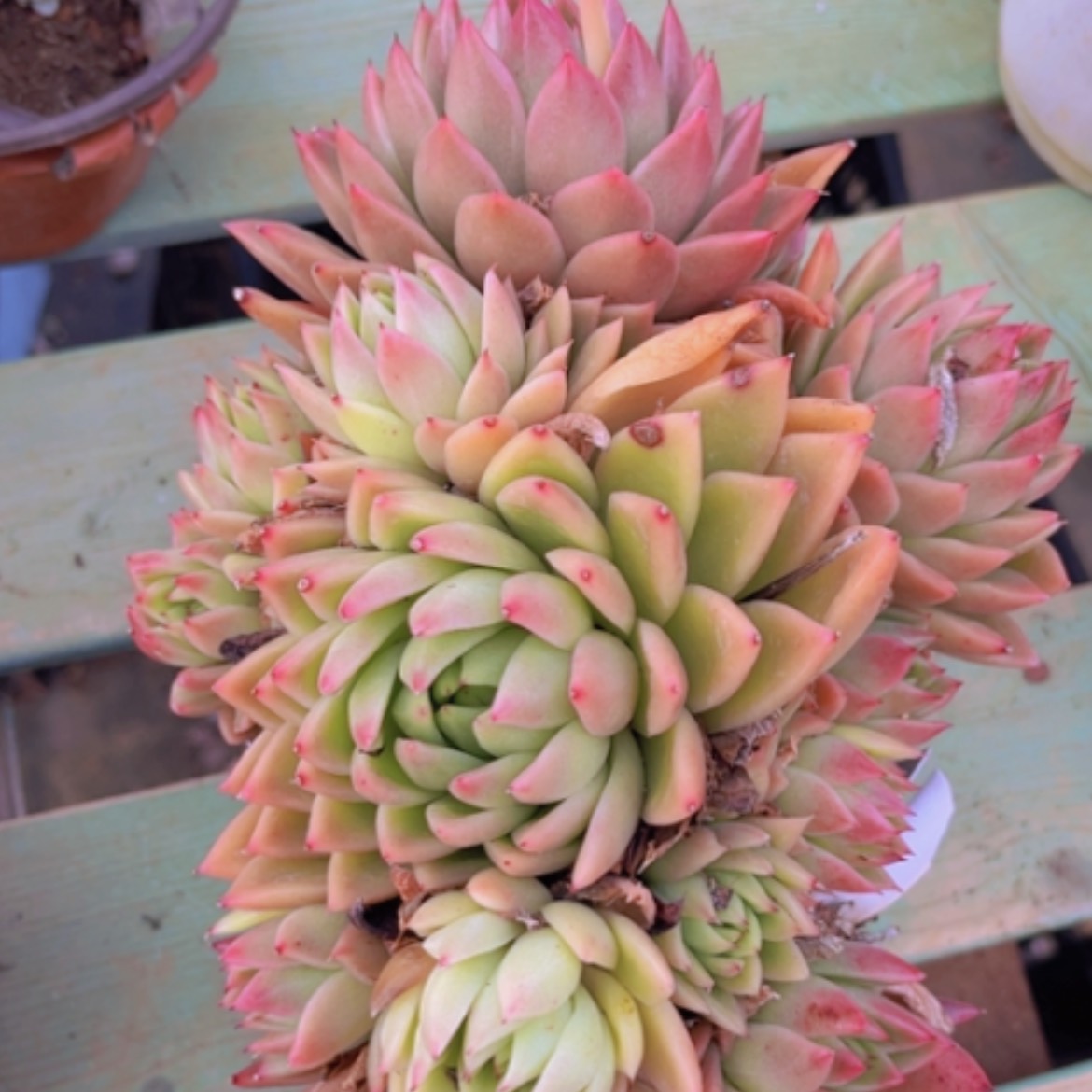 【闪购商品】红蜡东云09120