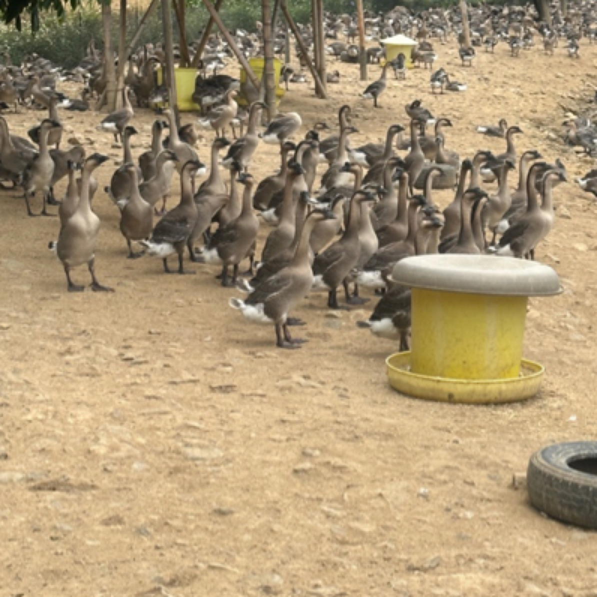 马冈鹅，自家养老鹅