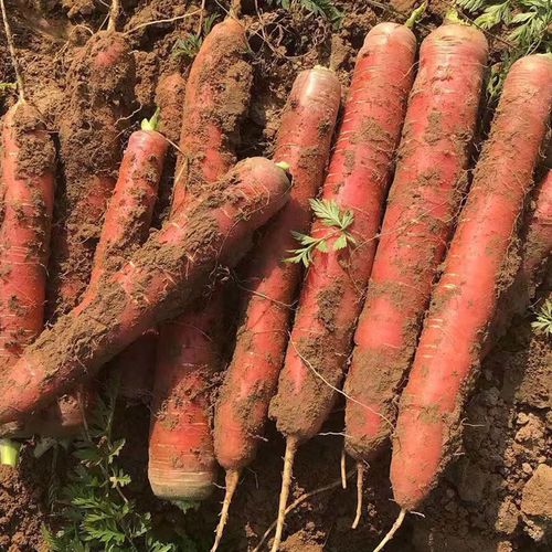 【不是胡萝卜】透心红水果红萝卜沙土地种植生吃蔬菜现挖现发新鲜