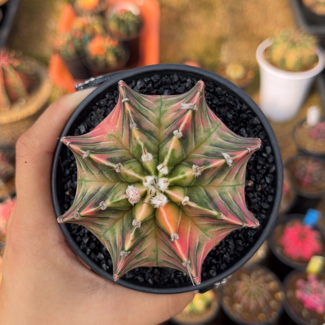 泰系肋骨锦 带盆土发货