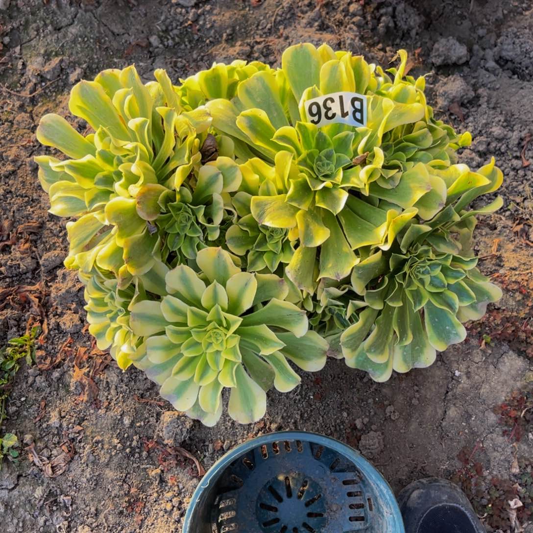 绿豆沙法师28///—36包邮