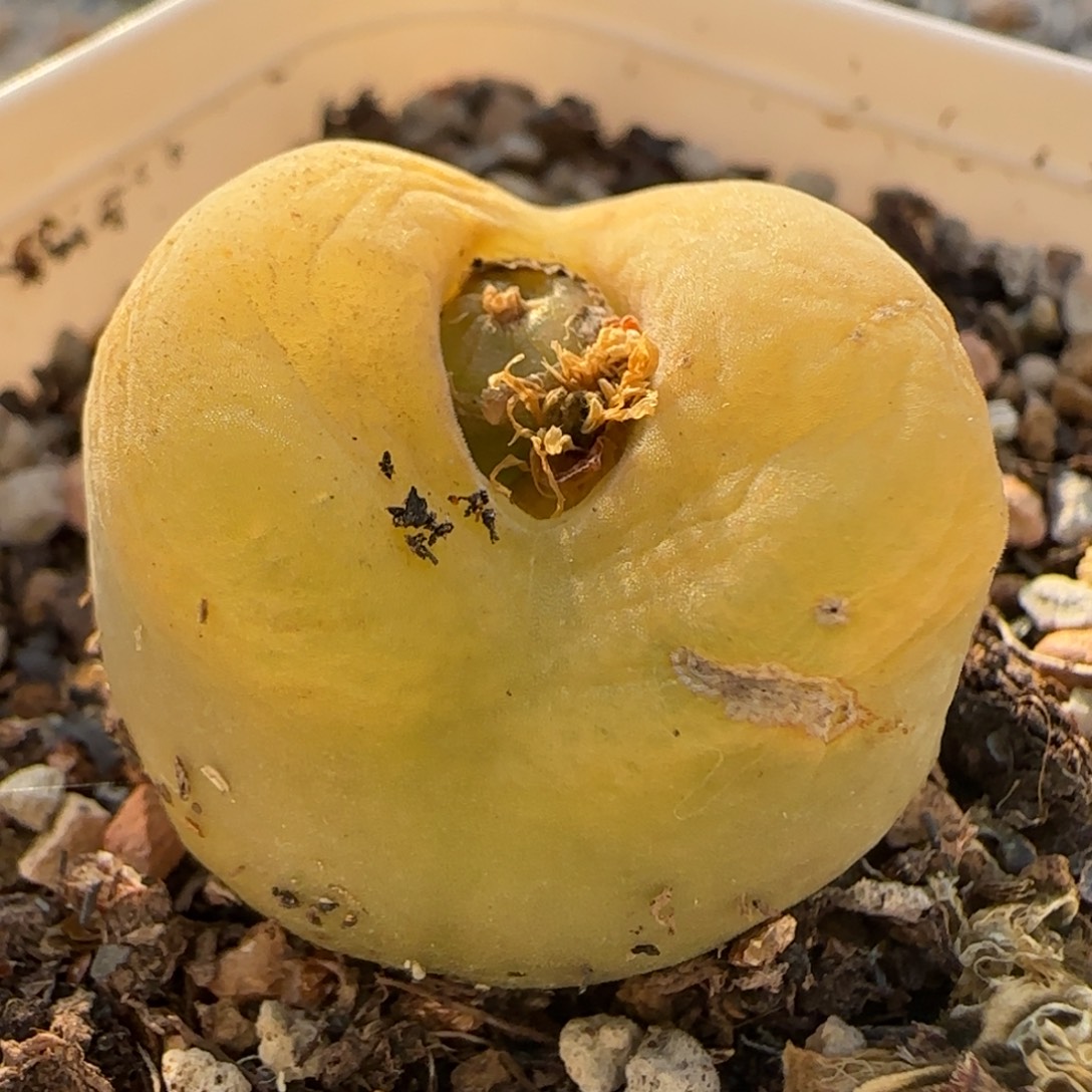 毛毛多肉植物百科