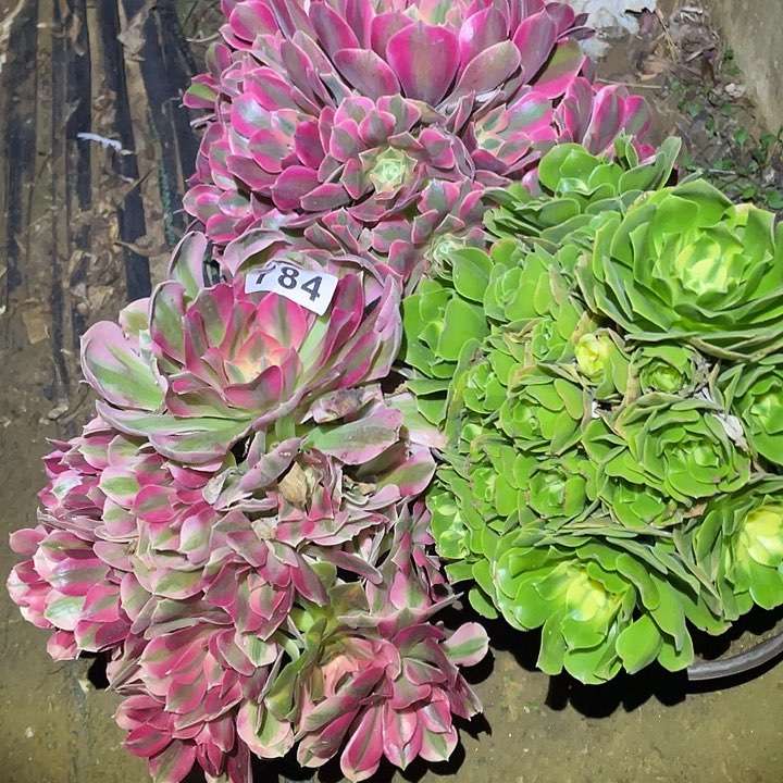 花**客多肉植物断枝不包784法师3颗