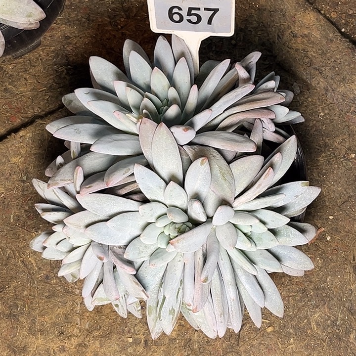 多肉植物橙龙群657