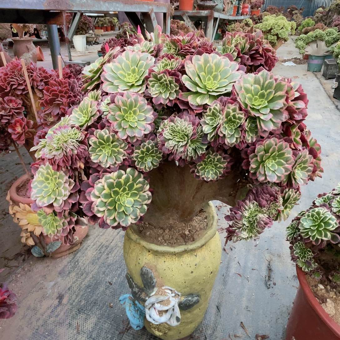 【闪购商品】无花朵朝霞