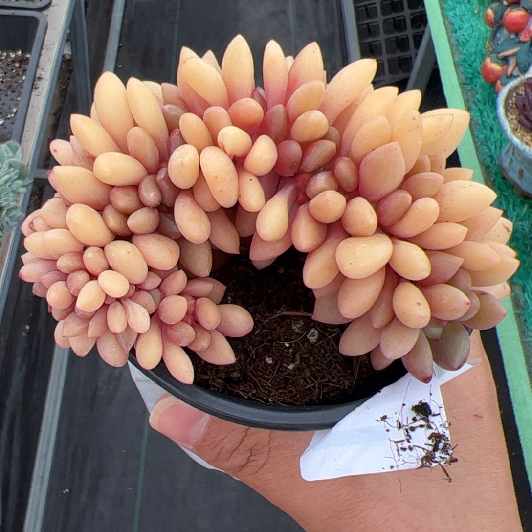681 多肉植物组合盆栽