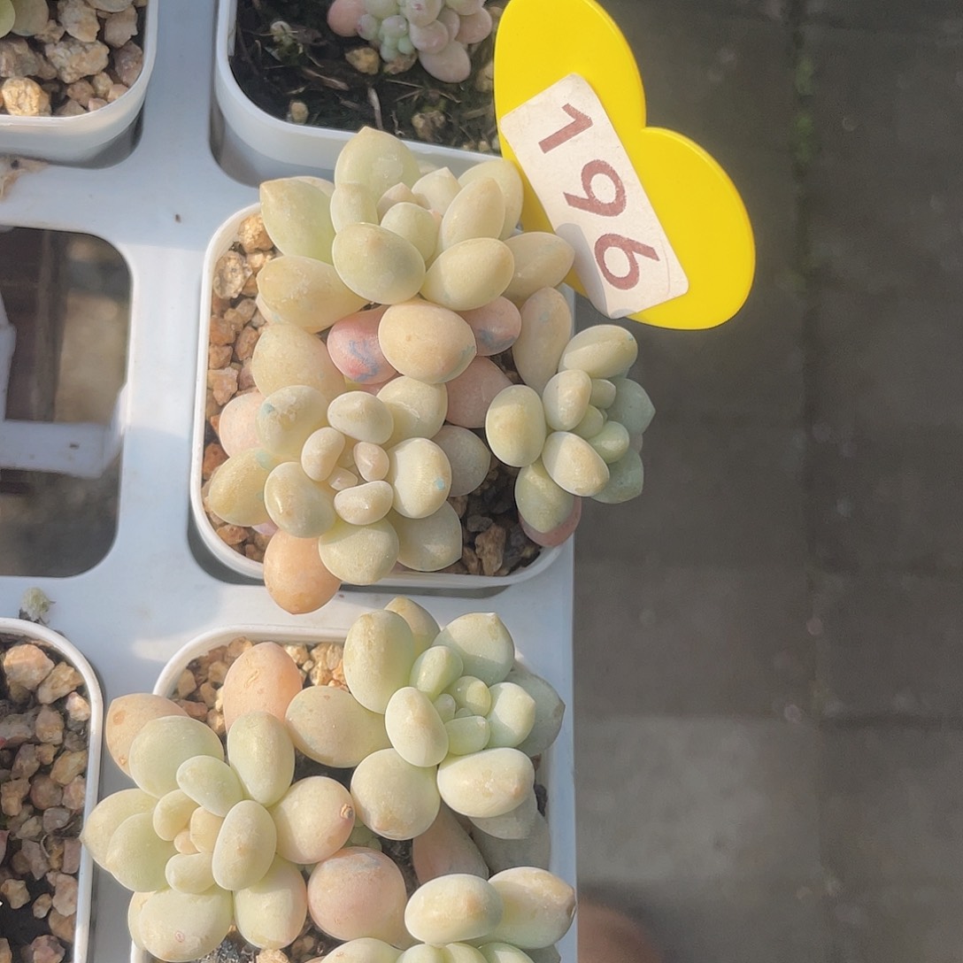 鱼子酱 脱土发货 5口盆