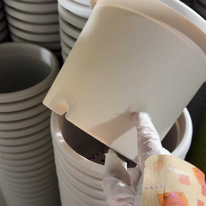 四季3号灰白无托10个特价