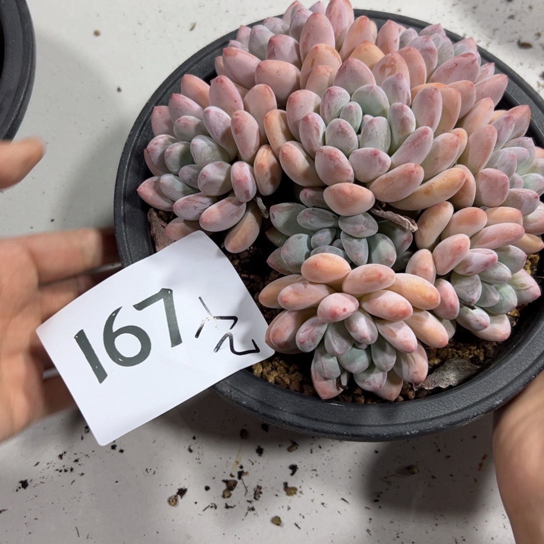 ****｡167、好的好想好想好吃好吃