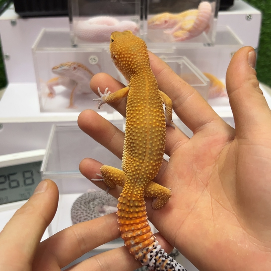 豹纹守宫豹纹守宫