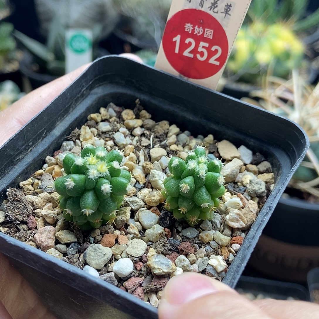 实生短豪金琥两颗仙人球