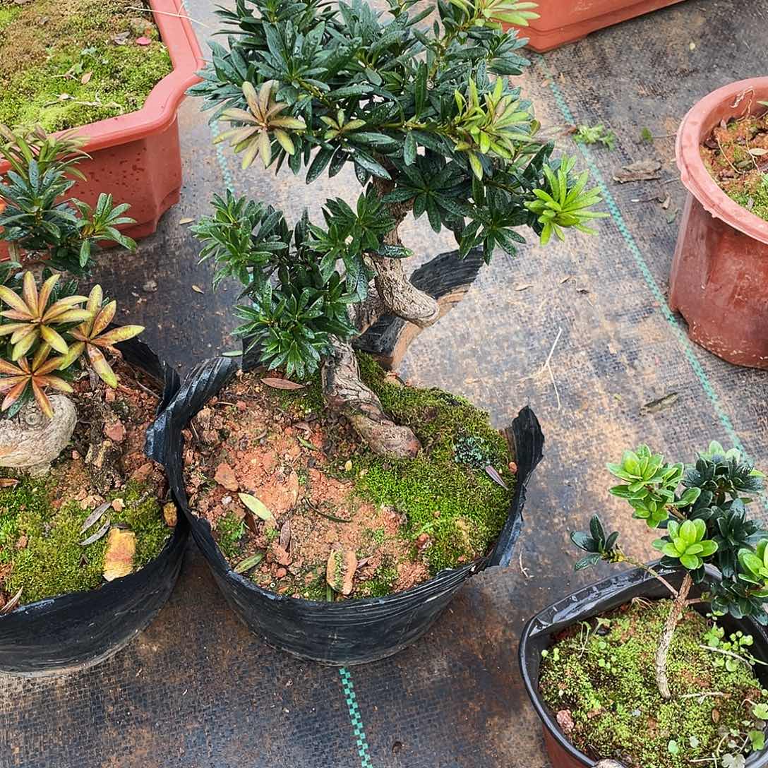 随***缘完全开放罗汉松盆景罗汉松