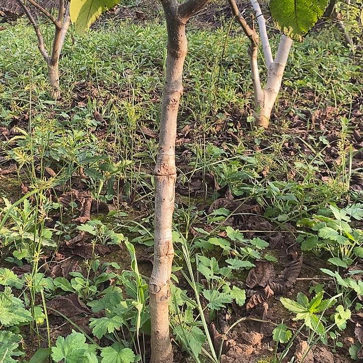 龙鼎一年嫁接苗福利