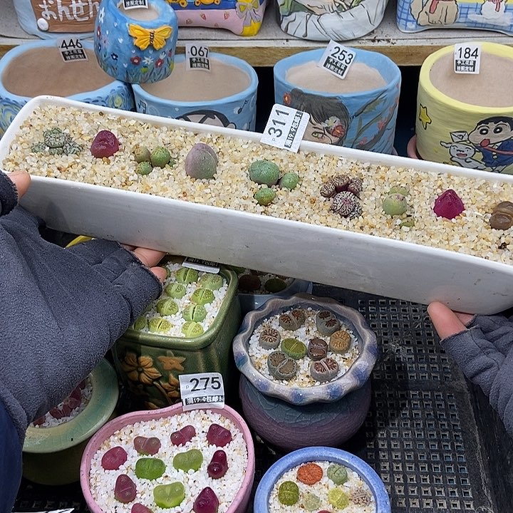 大舅生石花肉锥多肉311