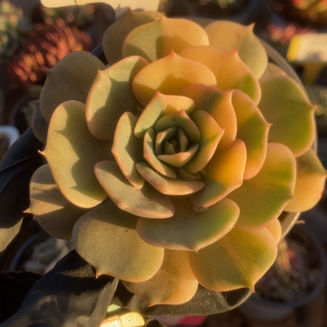 627露娜莲锦锦锦锦锦锦