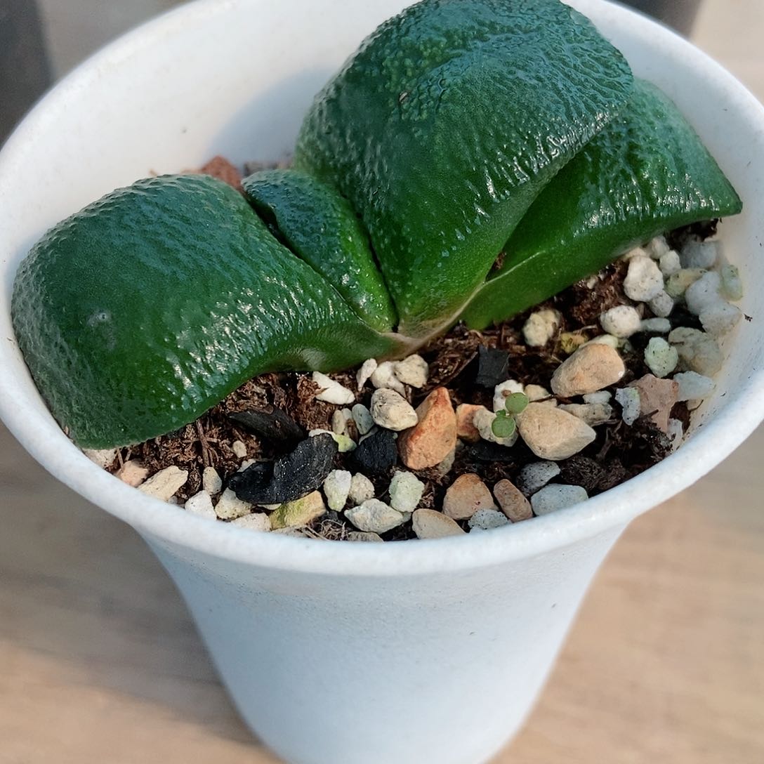 785卧牛实生带盆发货