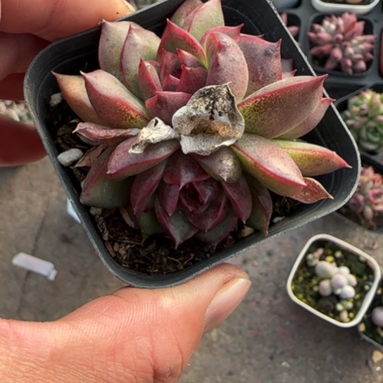 263水晶玫瑰多肉植物多