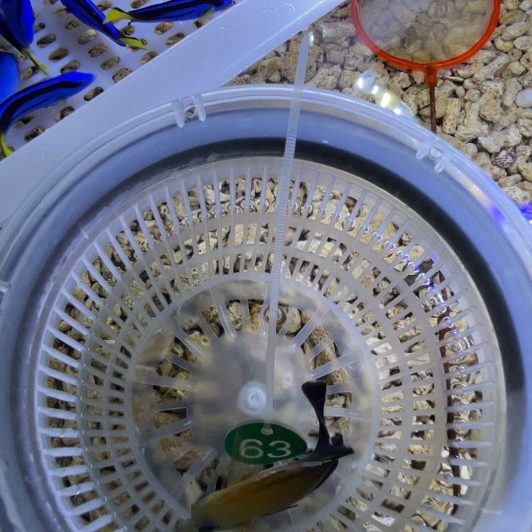 海水鱼三角吊一条顺丰包邮