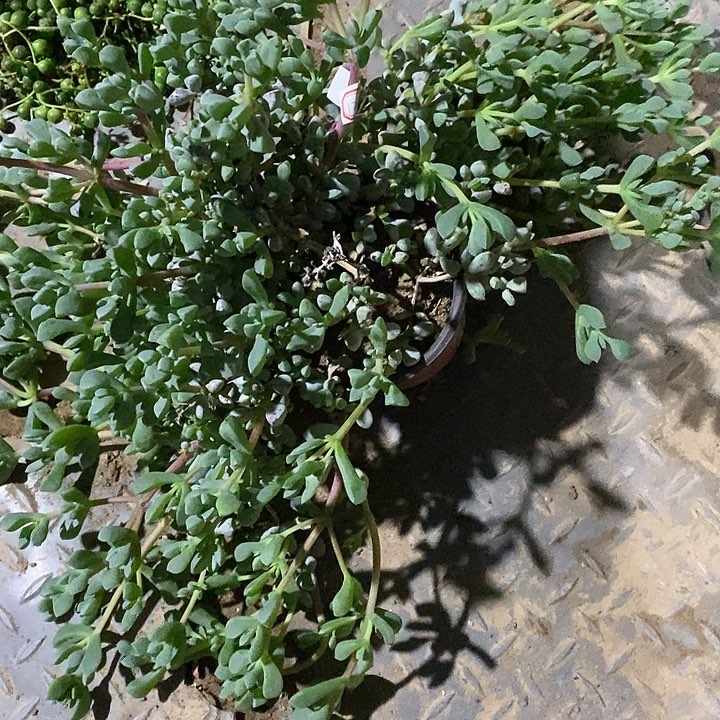 默***金完美主义者白凤菊121125