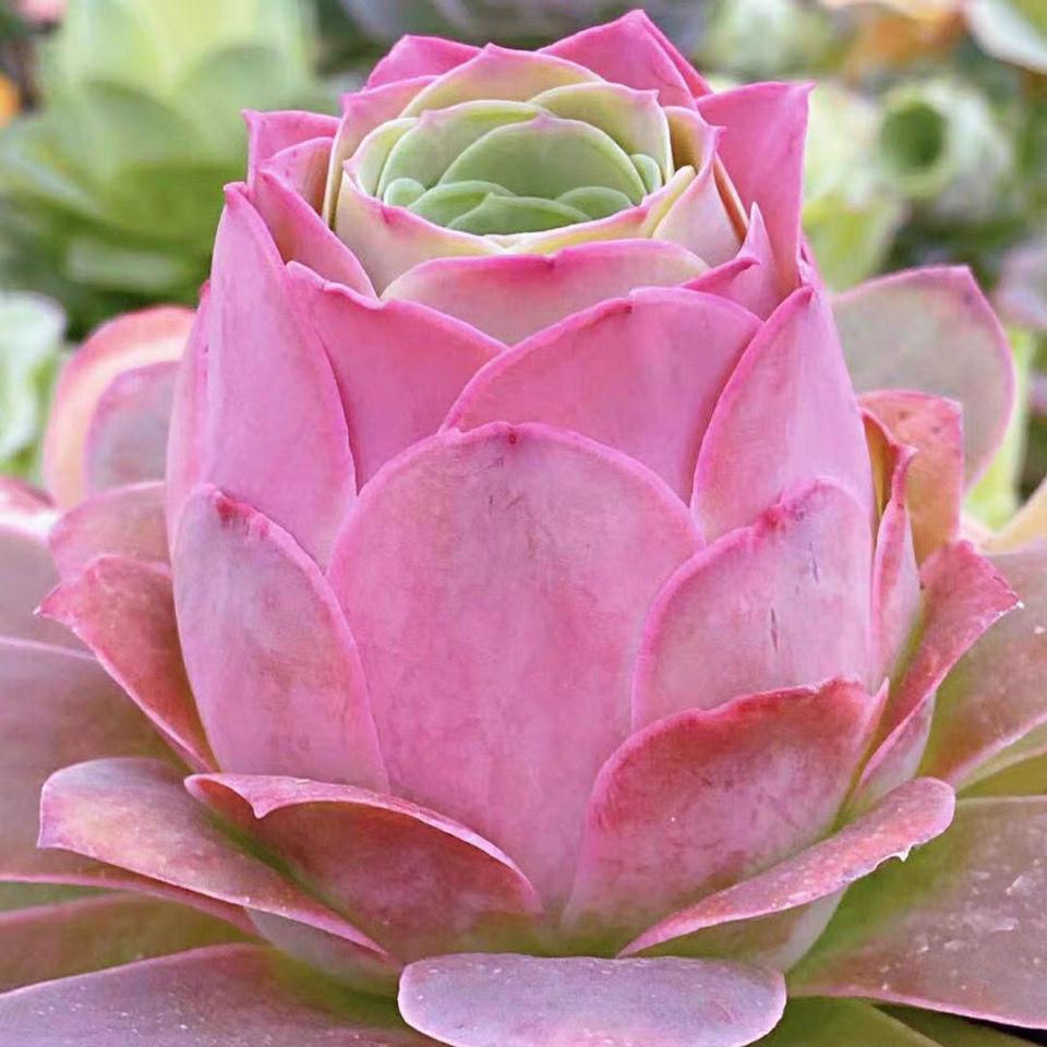 超大粉耶罗玫瑰单头带盆土发货