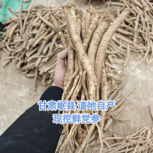 甘肃岷县 现挖鲜党参  自产精选泡水煲汤产地新货原味滋养