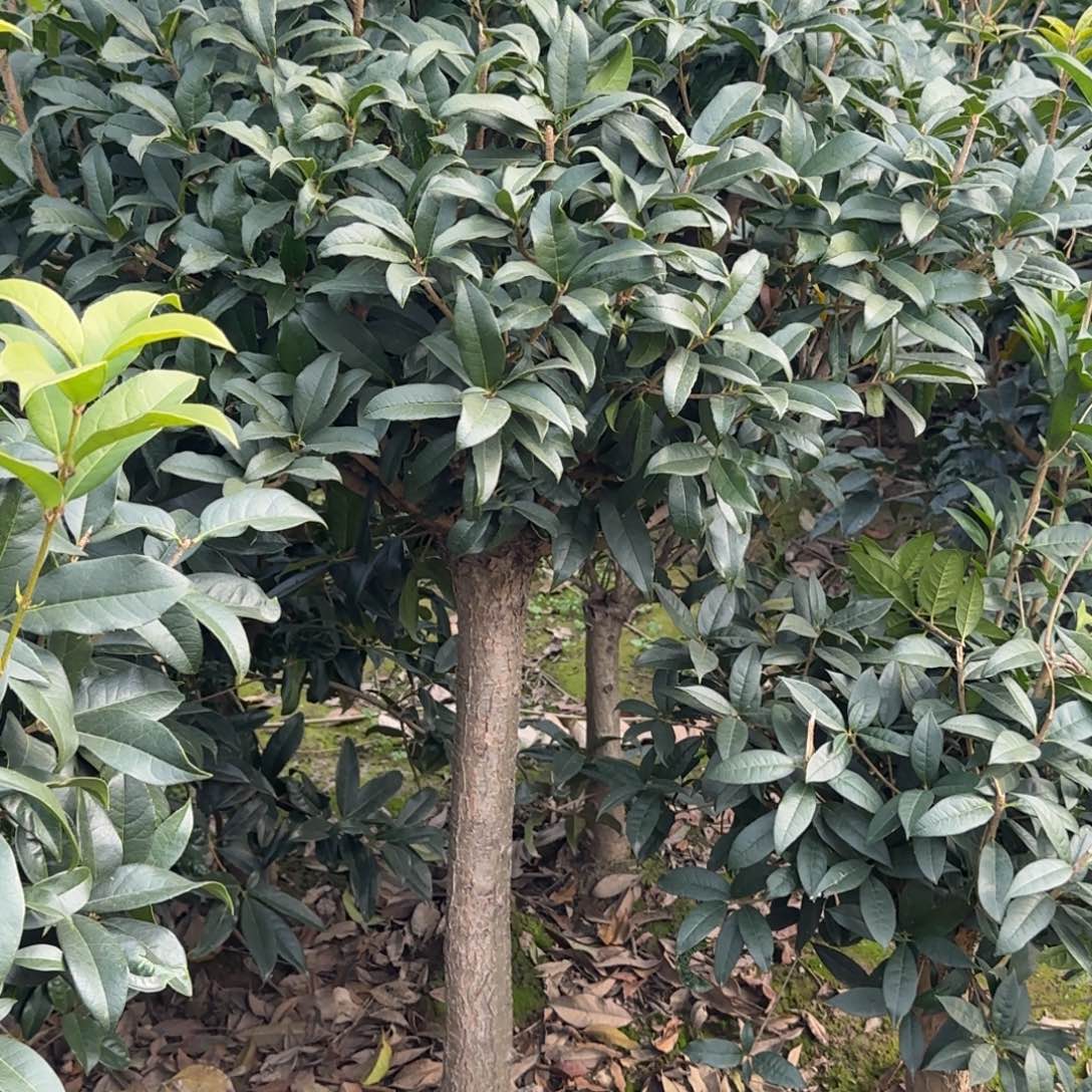 平****无花朵桂花。八月桂系列