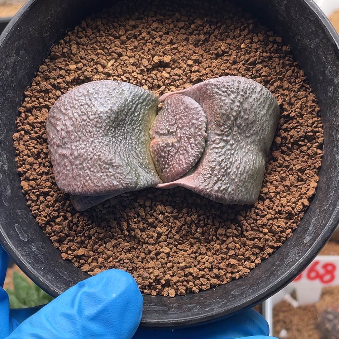 实生卷叶蝴蝶军配卧牛