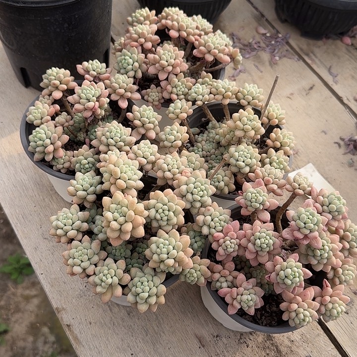 洛可可5颗多肉植物的