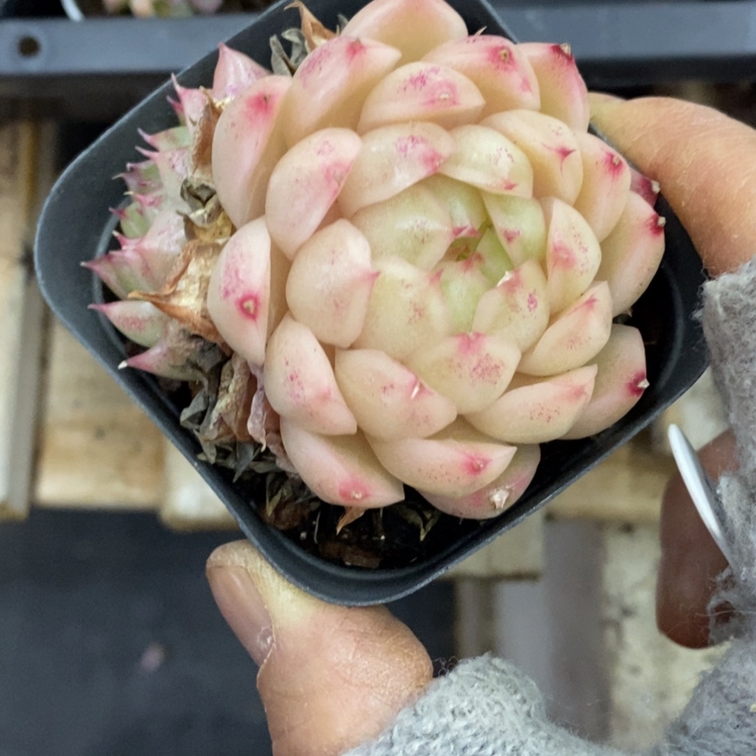 精品多肉一物一拍不包整45