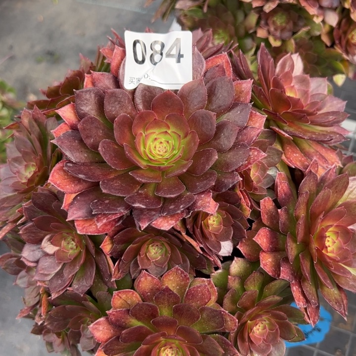 084红魔多肉22厘米左右