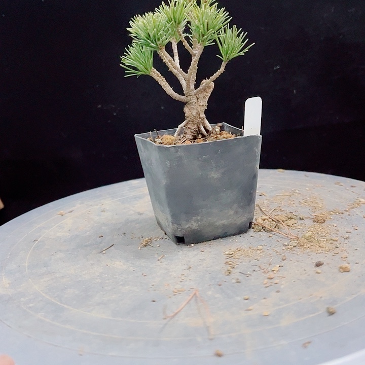 阿***花无花朵玉华泉五针荣