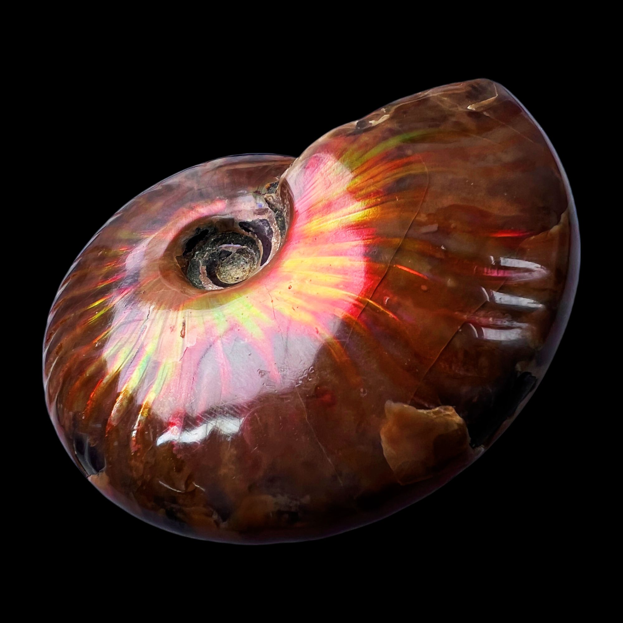 【 叶菊石（火凤凰）】61.2mm 马达加斯加 古贝壳 N-50 创意饰品 A75