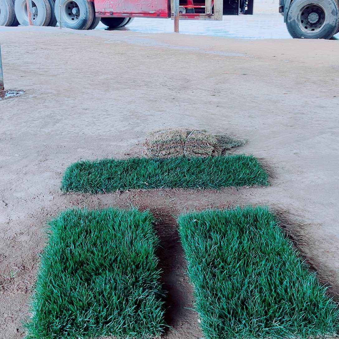 唐***华无花朵混播果岭草包邮价格，。。。