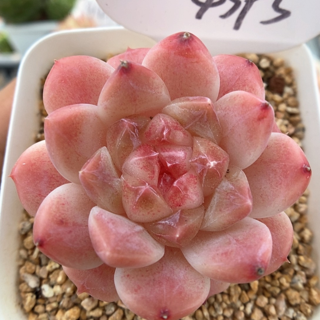 糖心粉魄可拍4395号