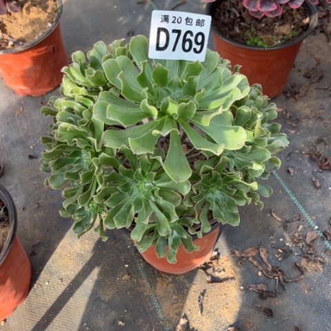 769原始绿不包断枝