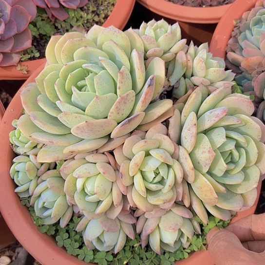 多肉植物。。。。。。。。。。。。。。。。。