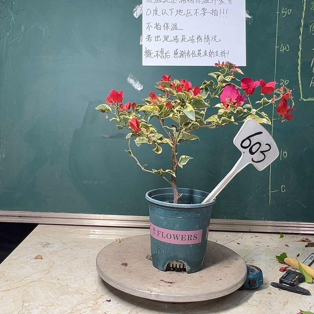 完全开放  花叶红  603