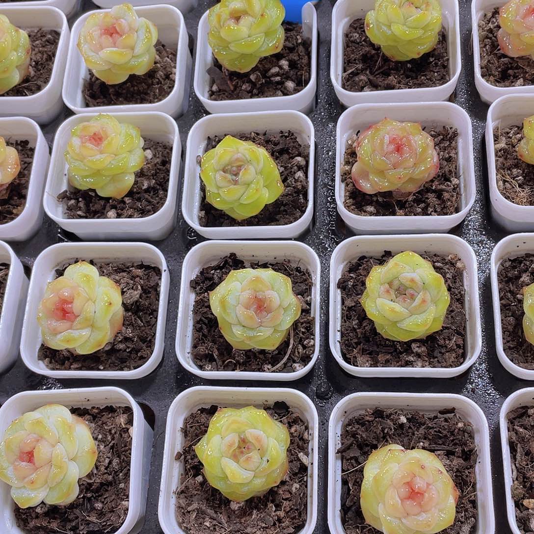 量拍16号 甜心珍妮单头3个