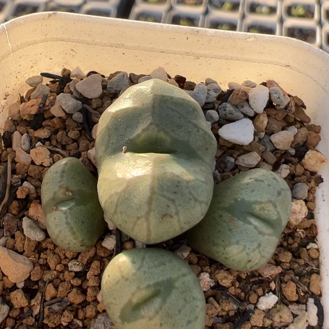 兜*** 21多肉植物百科植物