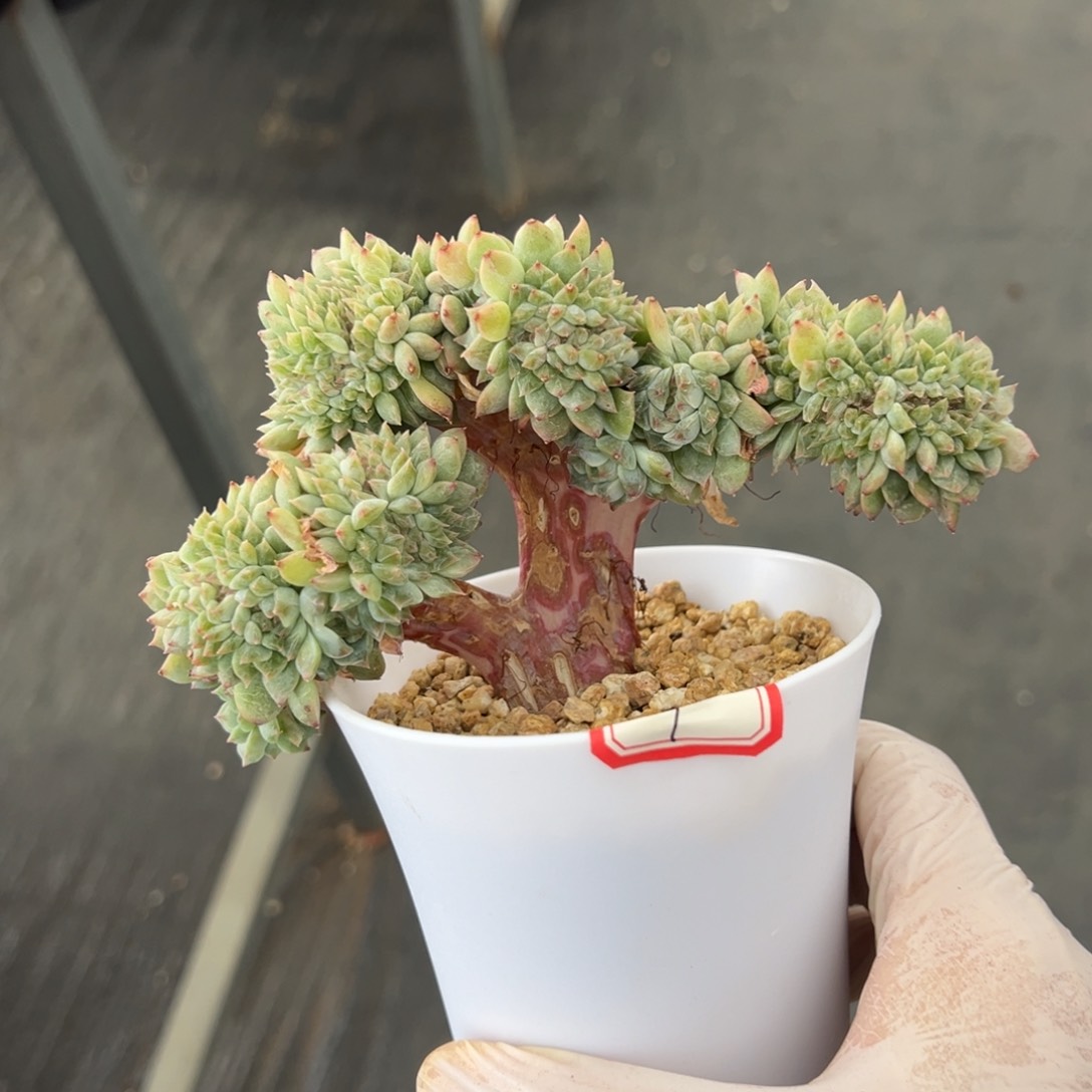 ?****?新年快乐 新年快乐 新年快乐