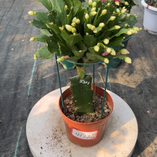 2321蟹爪兰尾号4177