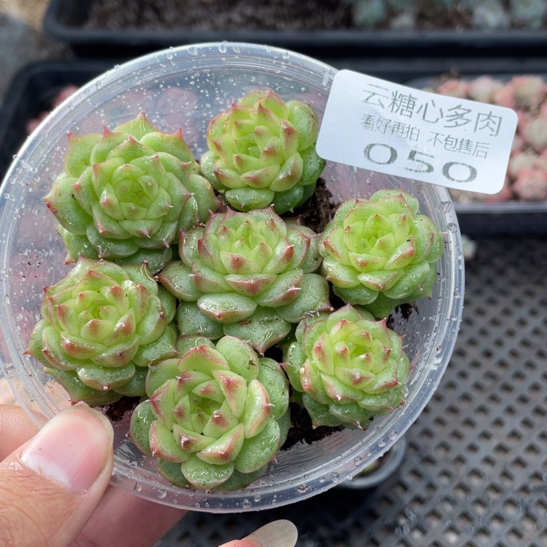 云糖心多肉植物50