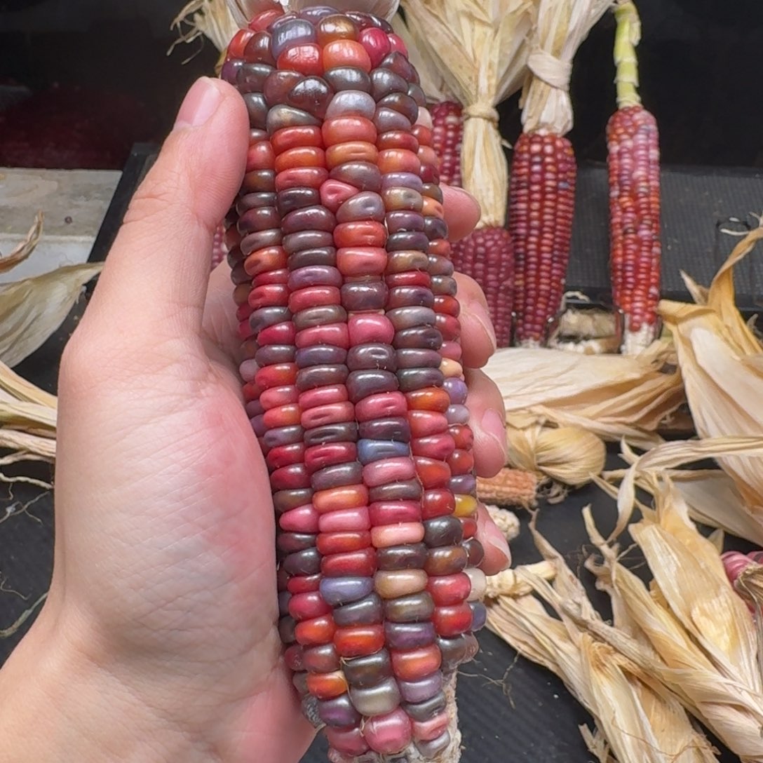 水***王吊坠柏香籽/百香籽