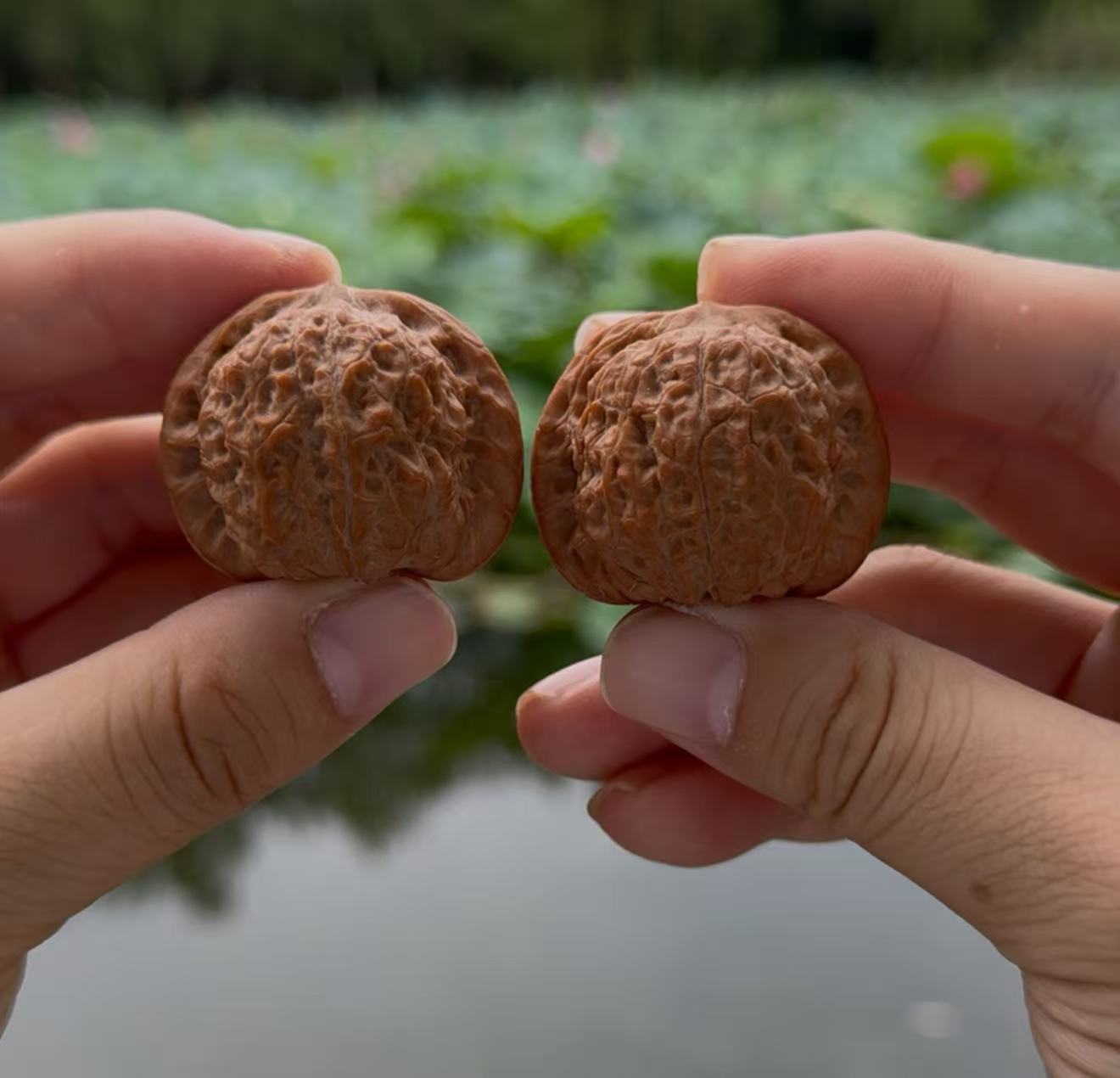 全品38血麒麟核桃