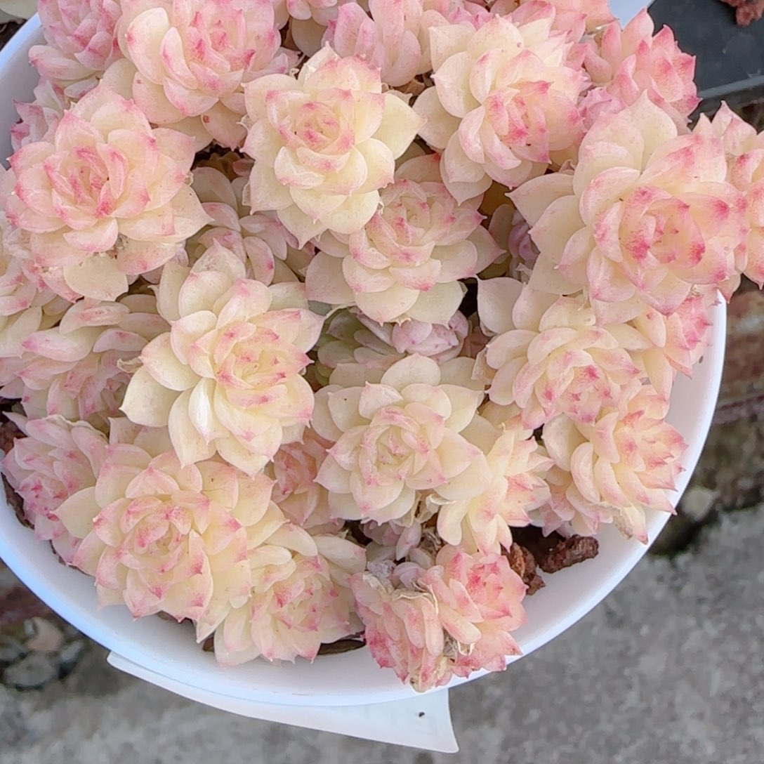 M***y花语多肉1214-300散